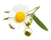 Symbol Rumanček kamilkový